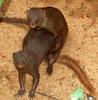 Ruddy mongoose Copulating pair