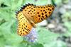 Indian Fritillary male (Argyreus hyperbius)