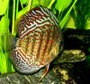 Discus Fish