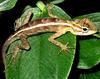 Baby lizard on a leaf