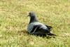 Feral Pigeon (Columba livia domestica)