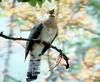 Can anyone ID this Indian bird? Cuckoo?