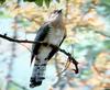 Can anyone ID this Indian bird? Cuckoo?