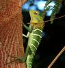 Green Agamid Reptile
