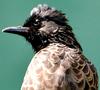 Head of a Bulbul