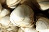 Surf Clam (Mactra veneriformis)