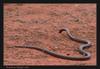 Mulga snake (King Brown Snake)