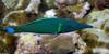 Misc. Critters - Bird wrasse (Gomphosus varius)100