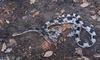 Misc. Critters - Northern Pine Snake (Pituophis melanoleucus)100sm