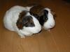 My guinea pigs