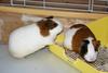 My guinea pigs