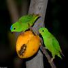 Some Birds - Blue-crowned Hanging-parrot (Loriculus galgulus)03