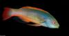 Some Fishes - Thalassoma???