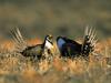 animal image