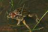 Pacific Treefrog Pseudacris regilla