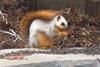Leucistic squirrels