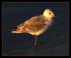 Silver gull