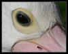 Fly-eye...