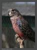 Bourke's Parrot