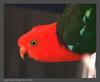 Australian King Parrot - Alisterus scapularis