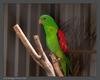 Red-winged Parrot (Aprosmictus erythropterus)