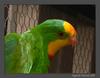 Superb Parrot