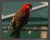 Western Rosella