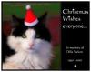 Santa cat