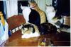 my cats