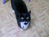 my cat!