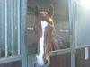 cute horse at my stables!