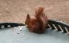 Squirrel - Eekhoorn