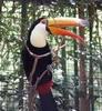 TOCO TOUCAN