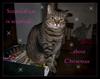 sceptical cat