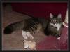 Toby at ease