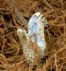 Eastern Cottonmouth (Agkistrodon piscivorus piscivorus)500