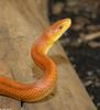 Everglades Ratsnake (Elaphe obsoleta rossalleni)