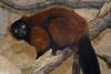 Red-ruffed lemur (Varecia variegata rubra)