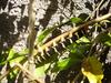 PUERTO RICAN CATERPILLAR
