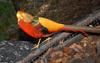 Golden Pheasant (Chrysolophus pictus)103