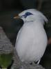 Bali Myna (Leucopsar rothschildi)