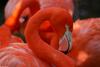 Flamingo (Phoenicopterus ruber)