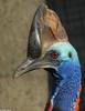 Double-Wattled Cassowary (Casuarius casuarius)