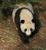 Giant Panda (Ailuropoda melanoleuca)2