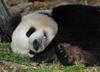 Giant Panda (Ailuropoda melanoleuca)3