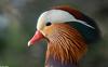 Mandarin Duck (Aix galericulata)02