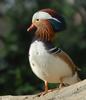 Mandarin Duck (Aix galericulata)03