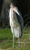 Marabou Stork (Leptoptilos crumeniferus)