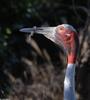 Sarus Crane (Grus antigone)1