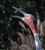 Sarus Crane (Grus antigone)2